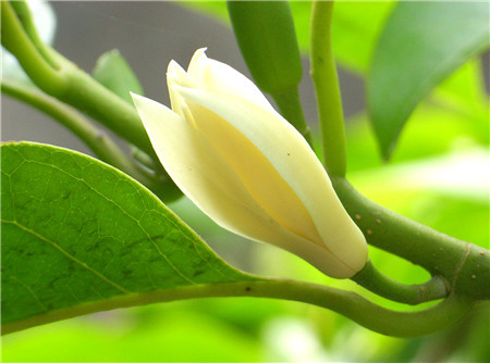 白兰的花语 白兰的花语