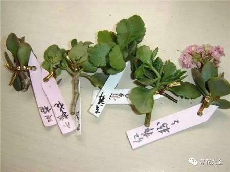 长寿花扦插 长寿花扦插