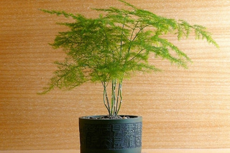 文竹 文竹