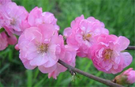 柠檬开花图