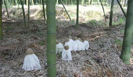 介绍:食用菌竹荪种植技术
