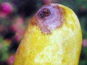 芒果蒂腐病如何防治？