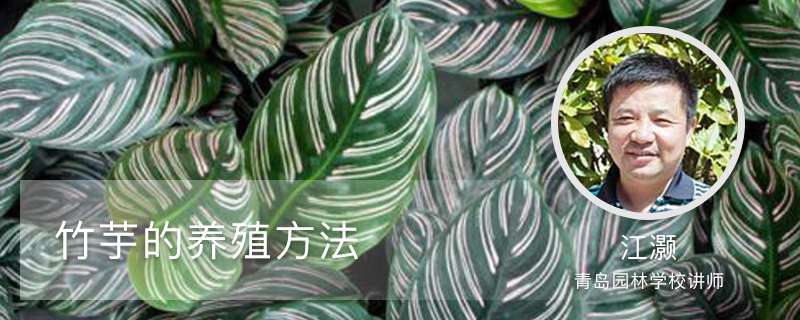 竹芋的养殖方法 竹芋的养殖方法