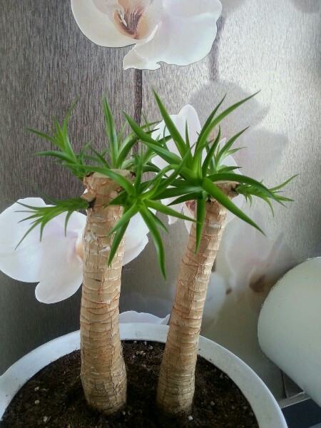 龙血树发芽生长的过程 龙血树发芽生长的过程