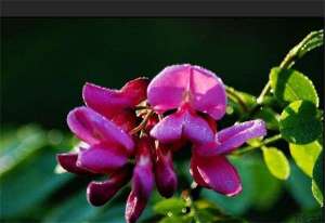 香花槐埋根繁殖技术
