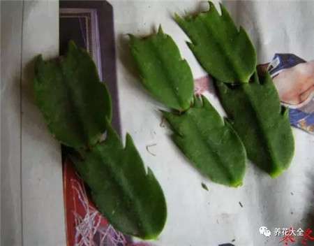 蟹爪兰 蟹爪兰
