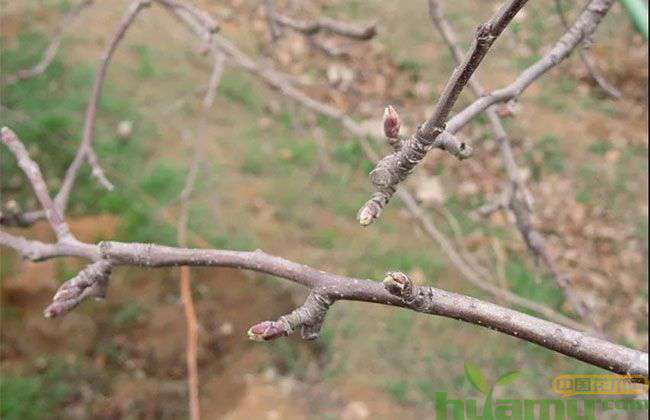 果树春季防虫 果树春季防虫
