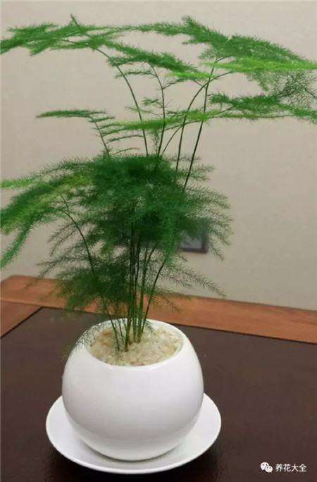 文竹 文竹