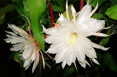 昙花 昙花
