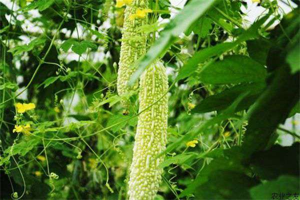 苦瓜的种植管理技术要点