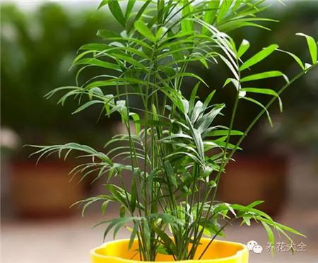 袖珍椰子 袖珍椰子