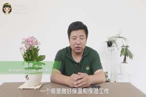 长寿花扦插后怎样管理