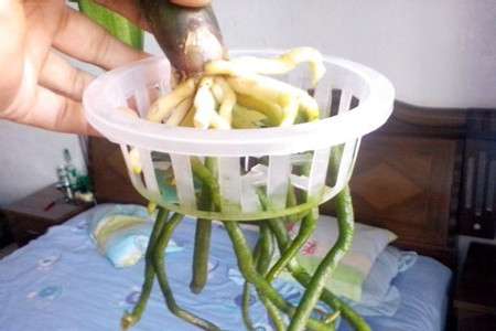 根 根