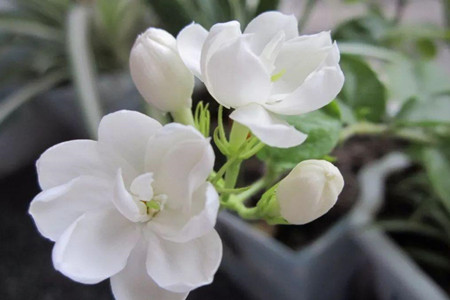 茉莉 茉莉