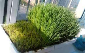小麦草家庭种植方法：手把手教大家种植小麦草