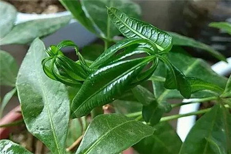 发财树 发财树