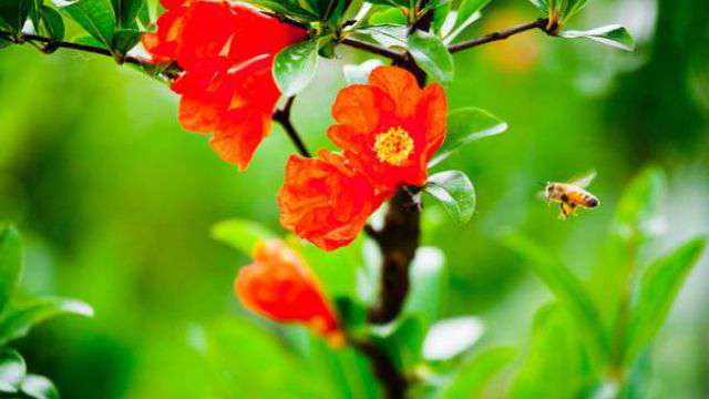 石榴花的四季养护方法 石榴花的四季养护方法