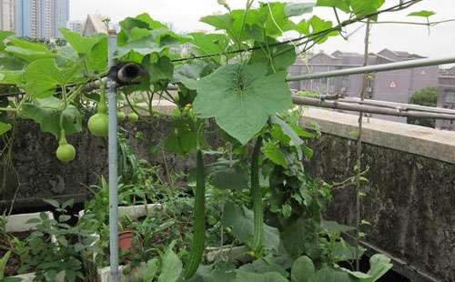 盆栽丝瓜种植措施和日常管理