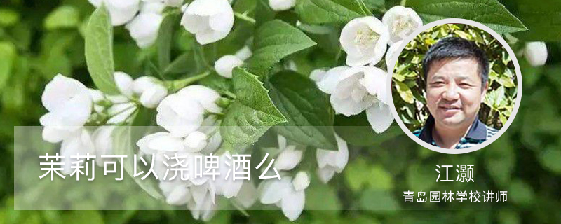 茉莉可以浇啤酒么 茉莉可以浇啤酒么