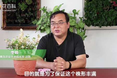 五彩络石 五彩络石