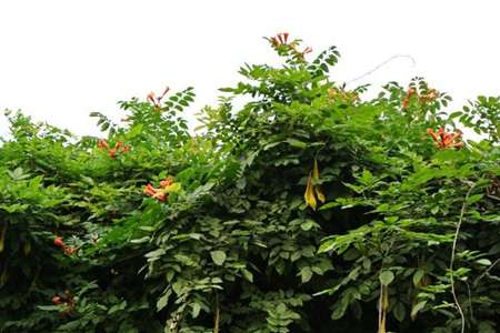 香花崖豆藤 香花崖豆藤