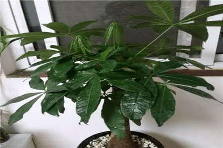发财树 发财树