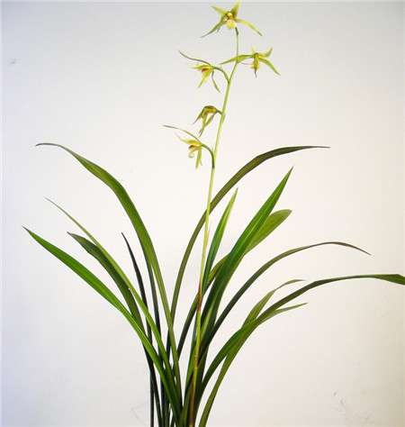 兰花 兰花