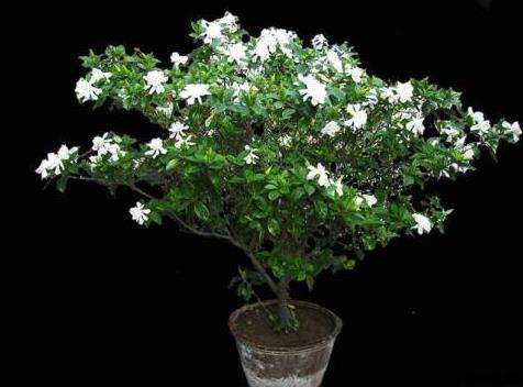 栀子花 栀子花