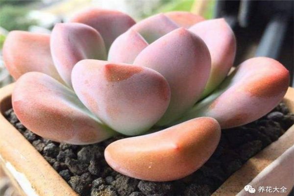 多肉怎么养会变胖?5个方法搞定! 多肉怎么养会变胖?5个方法搞定!
