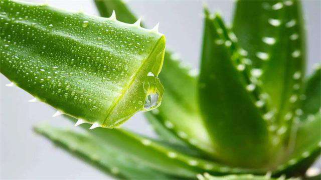 芦荟的繁殖方法 芦荟的繁殖方法