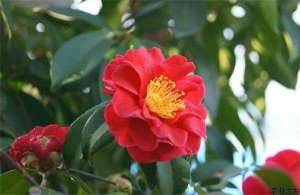 茶花根腐病防治