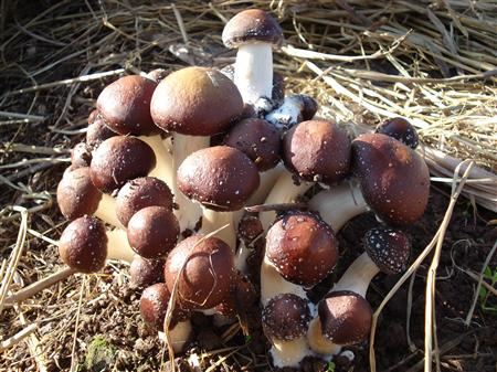 大球盖菇栽培技术视频图片