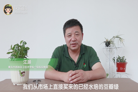 我们从市场上直接买来的已经水培的豆瓣绿 我们从市场上直接买来的已经水培的豆瓣绿