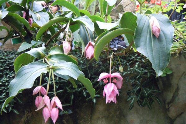 宝莲灯花蕾期要怎么养 宝莲灯花蕾期要怎么养