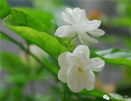 茉莉花多 茉莉花多