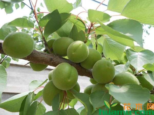 杏树5月份管理要点
