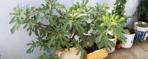 无花果盆栽的养殖方法