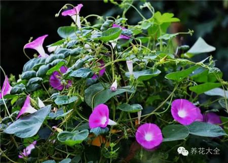 牵牛花 牵牛花