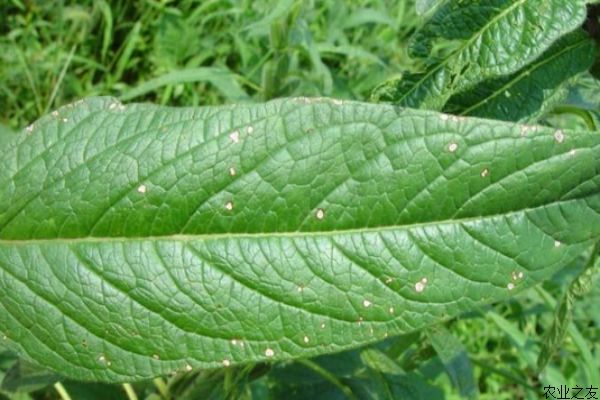 芝麻病虫害防治技术