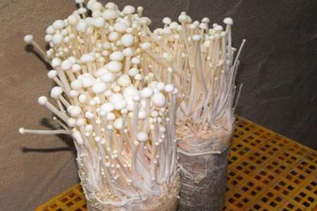 金针菇 金针菇