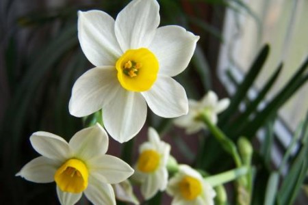 水仙花 水仙花