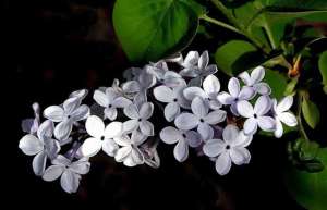 丁香花的养殖方法