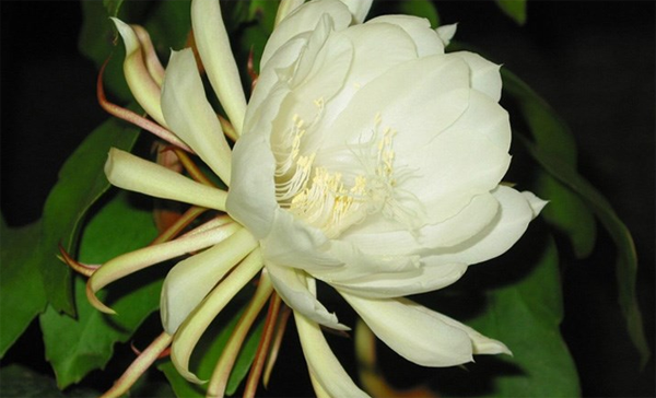 昙花 昙花