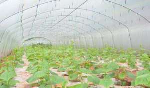 早春大棚黄瓜定植时间是几月份，一亩栽多少棵？
