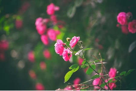 蔷薇花 蔷薇花