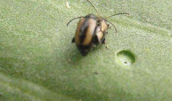 种大白菜怎样防治黄宽条跳甲?