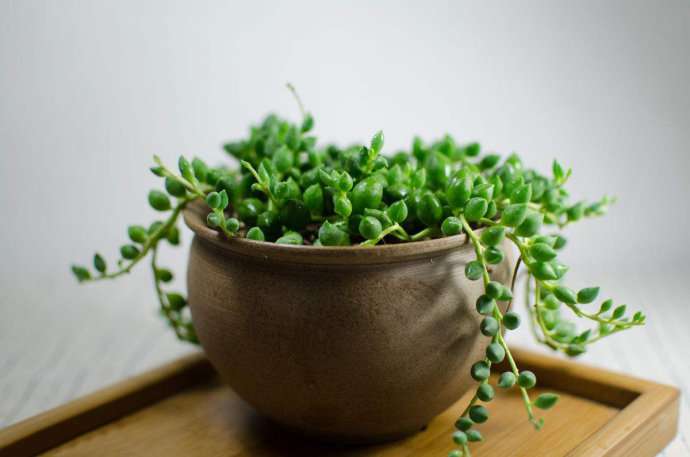 情人泪 Senecio rowleyanus 情人泪 Senecio rowleyanus