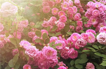 蔷薇花放在阳台生气 蔷薇花放在阳台生气
