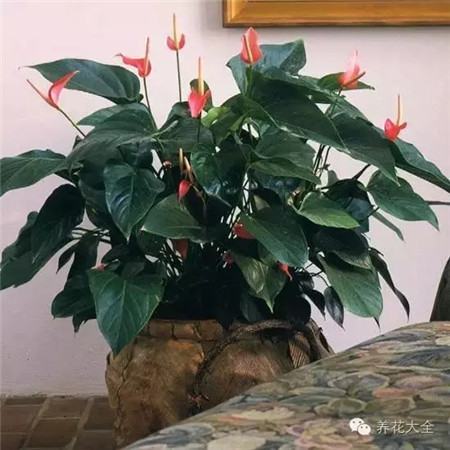红掌 红掌