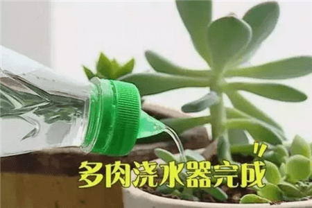 多肉浇水神器 多肉浇水神器